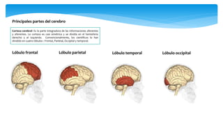 Principales partes del cerebro
Corteza cerebral: Es la parte integradora de las informaciones aferentes
y eferentes. La corteza es casi simétrica y se dividía en el hemisferio
derecho y el izquierdo. Convencionalmente, los científicos lo han
dividido en cuatro lóbulos : Frontal, Parietal, Occipital y temporal.
Lóbulo frontal Lóbulo parietal Lóbulo temporal Lóbulo occipital
 