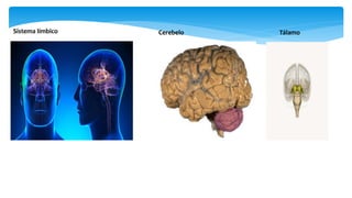 Sistema límbico Cerebelo Tálamo
 