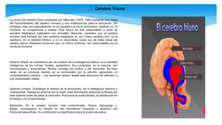 Cerebro Triuno
La teoría del cerebro triùno propuesta por MacLean (1978, 1990) presenta otra visión
del funcionamiento del cerebro humano y sus implicaciones para la educación. Sin
embargo, esta con-ceptualización no es opuesta a la de la dominación cerebral; por el
contrario, la complementa y amplía. Esta teoría ha sido desarrollada a partir de
estudios fisiológicos realizados con animales. MacLean considera que el cerebro
humano está formado por tres cerebros integrados en uno. Estos cerebros son: (a) el
reptiliano; (b) el sistema límbico; y (c) la neocorteza. Cada una de estas áreas del
cerebro ejerce diferentes funciones que, en última instancia, son responsables por la
conducta humana.
Sistema Reptil: se caracteriza por ser asiento de la inteligencia básica, es la llamada
inteligencia de las rutinas, rituales, parámetros. Sus conductas, en la mayoría, son
inconscientes y automáticas. Recibe mensaje del límbico y del neocortex. Se hace
cargo de su conducta cuando se ve amenazado por la sanción, generando un
comportamiento reactivo. Las personas actúan desde esta estructura en atención a
sus necesidades vitales.
Sistema Límbico: Constituye el asiento de la emociones, de la inteligencia afectiva y
motivacional. Trabaja en sintonía con el reptil. Toda información sensorial es filtrada por
este sistema antes de pasar al neocortex. Promueve la productividad, la satisfacción en
el trabajo y en el aprendizaje.
Neocortex: Es el cerebro humano más evolucionado. Sperry, Gazzaniga y
Bogen, consideraron su división en dos hemisferios (izquierdo y derecho) con
funciones específicas. Su contribución es significativa para la praxis educativa.
 
