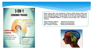 .
Según: Sperry, Mac Lean, Gazzaniga y Pibram (1978), Restok (1984) entre
otros, descubrieron el carácter de “capas de cebolla” del cerebro, producto
de la evolución biológica. Actualmente en los círculos especializados se
habla de “CEREBRO TRIUNO”, un cerebro con tres capas, sub – cerebros o
sistemas
Reptil, Instintivo ó Básico: Asiento de los Instintos.
Límbico o de Mamífero: Asiento de la afectividad.
Neo – Corteza o humano: Asiento del Pensamiento
 