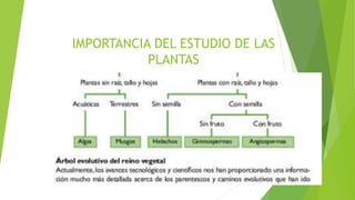 IMPORTANCIA DEL ESTUDIO DE LAS
PLANTAS
 