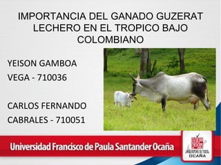 Importancia del ganado guzerat en el tropico bajo colombiano