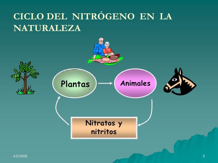 Importancia del nitrogeno