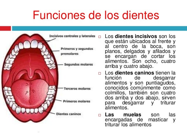 Importancia de los dientes