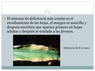 El síntoma de deficiencia más común es el enrollamiento de las hojas, el margen es amarillo y después necrótico que aparece primero en hojas adultas y después se traslada a las jóvenes.Deficiencia de K en maíz