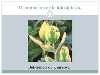 Disminución de la fotosíntesis.Deficiencia de K en soya