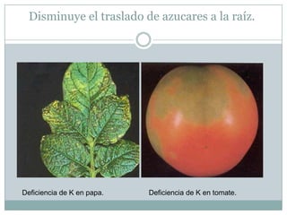 Disminuye el traslado de azucares a la raíz.Deficiencia de K en papa.		      Deficiencia de K en tomate.