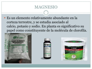 MAGNESIOEs un elemento relativamente abundante en la corteza terrestre, y se estudia asociado al calcio, potasio y sodio. En planta es significativo su papel como constituyente de la molécula de clorofila.