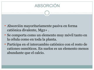 ABSORCIÓNAbsorción mayoritariamente pasiva en forma catiónica divalente, Mg2+ .Se comporta como un elemento muy móvil tanto en la célula como en toda la planta. Participa en el intercambio catiónico con el resto de cationes osmóticos. En suelos es un elemento menos abundante que el calcio. 