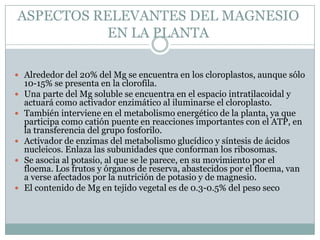 ASPECTOS RELEVANTES DEL MAGNESIO EN LA PLANTAAlrededor del 20% del Mg se encuentra en los cloroplastos, aunque sólo 10-15% se presenta en la clorofila.Una parte del Mg soluble se encuentra en el espacio intratilacoidal y actuará como activador enzimático al iluminarse el cloroplasto.También interviene en el metabolismo energético de la planta, ya que participa como catión puente en reacciones importantes con el ATP, en la transferencia del grupo fosforilo.Activador de enzimas del metabolismo glucídico y síntesis de ácidos nucleicos. Enlaza las subunidades que conforman los ribosomas. Se asocia al potasio, al que se le parece, en su movimiento por el floema. Los frutos y órganos de reserva, abastecidos por el floema, van a verse afectados por la nutrición de potasio y de magnesio.El contenido de Mg en tejido vegetal es de 0.3-0.5% del peso seco