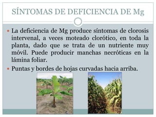 SÍNTOMAS DE DEFICIENCIA DE MgLa deficiencia de Mg produce síntomas de clorosis intervenal, a veces moteado clorótico, en toda la planta, dado que se trata de un nutriente muy móvil. Puede producir manchas necróticas en la lámina foliar. Puntas y bordes de hojas curvadas hacia arriba.