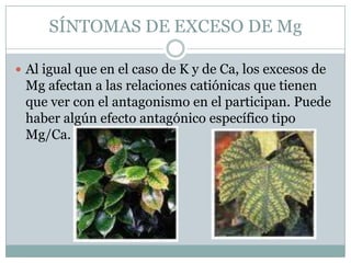 SÍNTOMAS DE EXCESO DE MgAl igual que en el caso de K y de Ca, los excesos de Mg afectan a las relaciones catiónicas que tienen que ver con el antagonismo en el participan. Puede haber algún efecto antagónico específico tipo Mg/Ca.