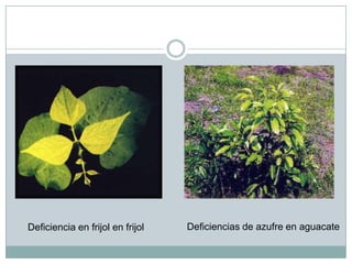 Deficiencias de azufre en aguacateDeficiencia en frijol en frijol