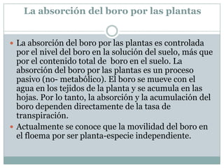 La absorción del boro por las plantasLa absorción del boro por las plantas es controlada por el nivel del boro en la solución del suelo, más que por el contenido total de  boro en el suelo. La absorción del boro por las plantas es un proceso pasivo (no- metabólico). El boro se mueve con el agua en los tejidos de la planta y se acumula en las hojas. Por lo tanto, la absorción y la acumulación del boro dependen directamente de la tasa de transpiración. Actualmente se conoce que la movilidad del boro en el floema por ser planta-especie independiente.