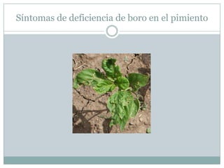 Síntomas de deficiencia de boro en el pimiento