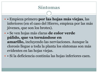 Síntomas• Empieza primero por las hojas más viejas, las inferiores (en el caso del Hierro, empieza por las más jóvenes, que son los brotes). • Se ven hojas más claras de color verde pálido, que va tornándose en amarillo, incluyendo las nerviaciones. Aunque la clorosis llegue a toda la planta los síntomas son más evidentes en las hojas viejas.• Si la deficiencia continúa las hojas inferiores caen. 
