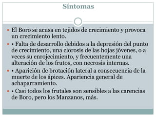 SíntomasEl Boro se acusa en tejidos de crecimiento y provoca un crecimiento lento.• Falta de desarrollo debidos a la depresión del punto de crecimiento, una clorosis de las hojas jóvenes, o a veces su enrojecimiento, y frecuentemente una alteración de los frutos, con necrosis internas.• Aparición de brotación lateral a consecuencia de la muerte de los ápices. Apariencia general de achaparramiento. • Casi todos los frutales son sensibles a las carencias de Boro, pero los Manzanos, más.
