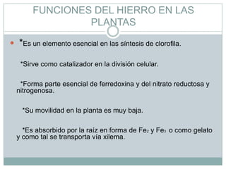 FUNCIONES DEL HIERRO EN LAS PLANTAS *Es un elemento esencial en las síntesis de clorofila. *Sirve como catalizador en la división celular.*Forma parte esencial de ferredoxina y del nitrato reductosa y nitrogenosa.*Su movilidad en la planta es muy baja.*Es absorbido por la raíz en forma de Fe2 y Fe3  o como gelato y como tal se transporta vía xilema.                                        