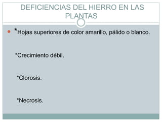  DEFICIENCIAS DEL HIERRO EN LAS PLANTAS *Hojas superiores de color amarillo, pálido o blanco.*Crecimiento débil.*Clorosis.*Necrosis.
