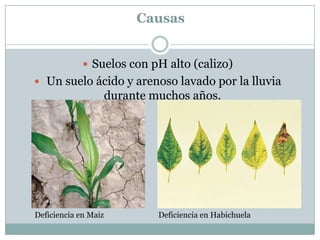 CausasSuelos con pH alto (calizo)  Un suelo ácido y arenoso lavado por la lluvia durante muchos años. Deficiencia en Maiz                            Deficiencia en Habichuela