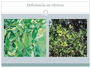 Deficiencia en cítricos.