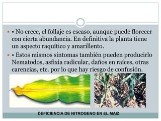 • No crece, el follaje es escaso, aunque puede florecer con cierta abundancia. En definitiva la planta tiene un aspecto raquítico y amarillento.• Estos mismos síntomas también pueden producirlo Nematodos, asfixia radicular, daños en raíces, otras carencias, etc. por lo que hay riesgo de confusión.DEFICIENCIA DE NITROGENO EN EL MAIZ