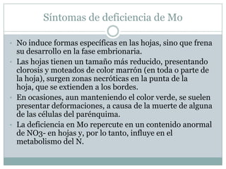 Forma parte de la enzima nitrato reductasa, catalizadora de la reducción de nitratos, por lo que las plantas con carencia de Mo tienen una acumulación de nitratos, mientras que faltan aminoácidos, pincipalmente, ácido glutámico y glutamina. 