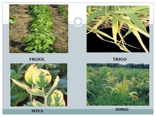 FRIJOLTRIGOSORGOSOYA