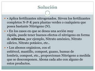 Solución• Aplica fertilizantes nitrogenados. Sirven los fertilizantes completos N-P-K para plantas verdes o cualquiera que posea bastante Nitrógeno (N).• En los casos en que se desea una acción muy rápida, puede tener buenos efectos el nitrógeno en forma de nitratos, por ejemplo, Nitrato amónico, Nitrato cálcico, Nitrato potásico, etc..• Los abonos orgánicos, coo el estiércol, mantillo, compost, guano, humus de lombriz, compost, etc., proporcionan Nitrógeno a medida que se descomponen. Abona cada año con alguno de estos productos.