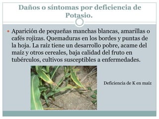 Daños o síntomas por deficiencia de Potasio. Aparición de pequeñas manchas blancas, amarillas o cafés rojizas. Quemaduras en los bordes y puntas de la hoja. La raíz tiene un desarrollo pobre, acame del maíz y otros cereales, baja calidad del fruto en tubérculos, cultivos susceptibles a enfermedades.Deficiencia de K en maíz