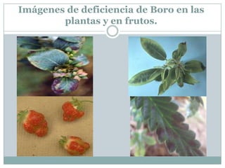 Imágenes de deficiencia de Boro en las plantas y en frutos.<br />