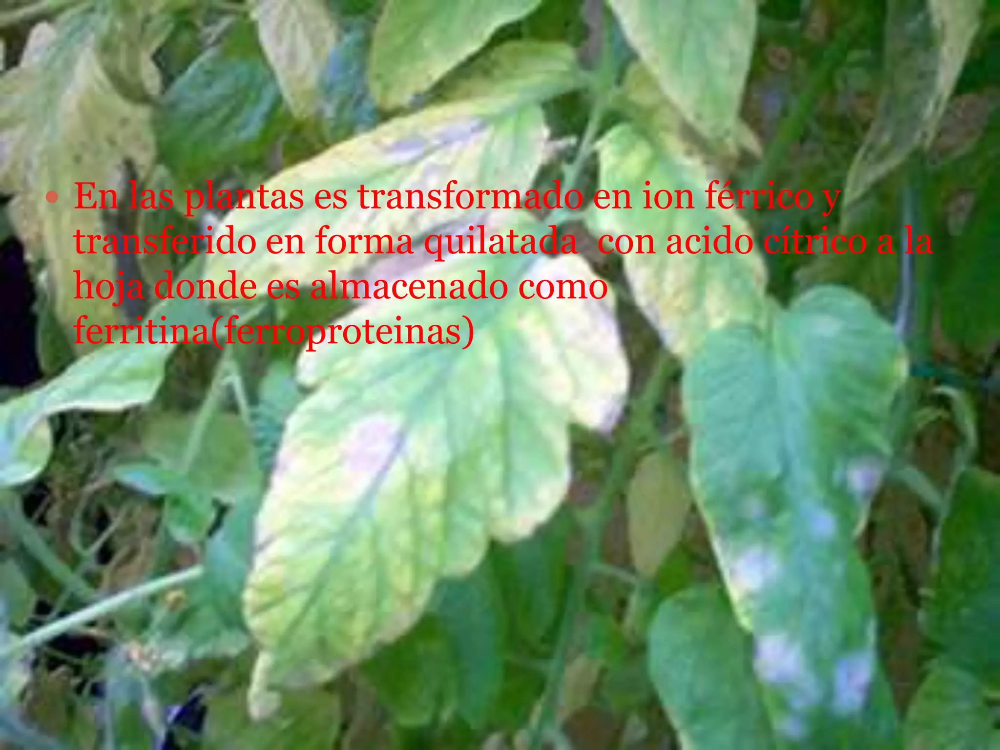  Carencia de Magnesio