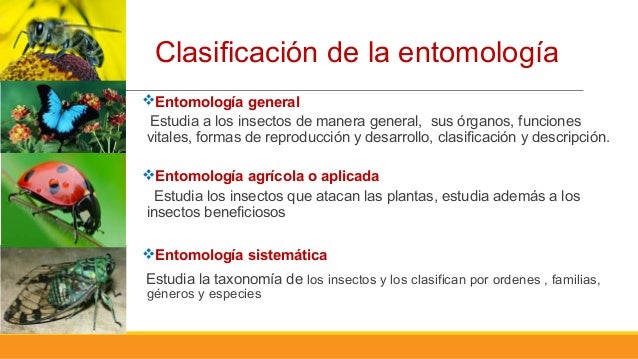 Importancia de los insectos