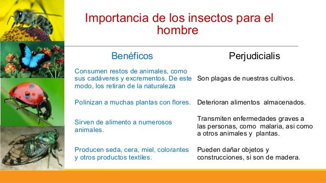 Importancia de los insectos
