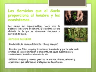 Los Servicios que el Suelo
proporciona al hombre y los
ecosistemas…
Los suelos son imprescindibles tanto para la
biosfera como para el hombre. El siguiente es una
síntesis de lo que se denominan funciones o
servicios del suelo.
Servicios ecológicos
•Producción de biomasa (alimento, fibra y energía)
•Reactor que filtra, regula y transforma la materia, y que de este modo
protege de la contaminación al ambiente, las aguas superficiales y
subterráneas, la cadena alimentaria, etc.
•Hábitat biológico y reserva genética de muchas plantas, animales y
organismos, que estarían así protegidos de la extinción.
 