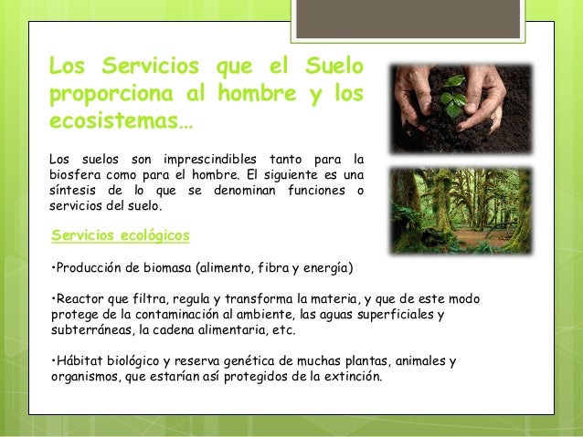 Importancia de los suelos...