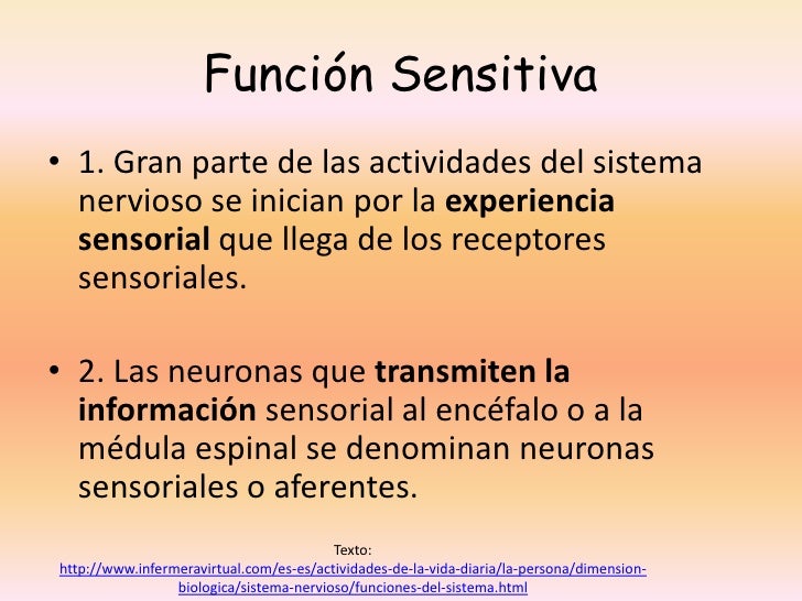 Importancia del sistema nervioso