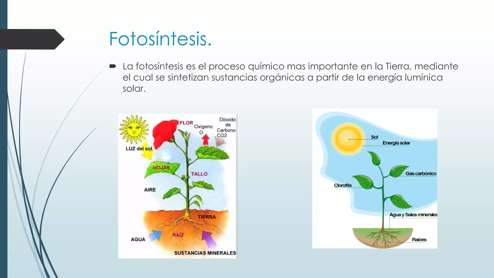 Fotosíntesis.
La fotosíntesis es el proceso químico mas importante en la Tierra, mediante
el cual se sintetizan sustancias orgánicas a partir de la energía lumínica
solar.
