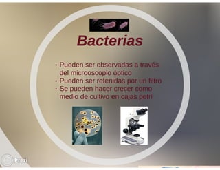 Importancia del uso de microorganismos en la industria farmacéutica | PDF