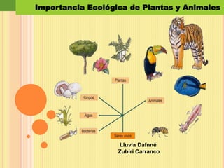 Importancia Ecológica de Plantas y Animales
Lluvia Dafnné
Zubiri Carranco
 