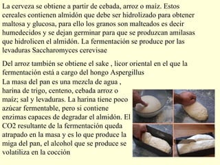 La cerveza se obtiene a partir de cebada, arroz o maíz. Estos cereales contienen almidón que debe ser hidrolizado para obtener maltosa y glucosa, para ello los granos son malteados es decir humedecidos y se dejan germinar para que se produzcan amilasas que hidrolicen el almidón. La fermentación se produce por las levaduras Saccharomyces cerevisae Del arroz también se obtiene el sake , licor oriental en el que la fermentación está a cargo del hongo Aspergillus La masa del pan es una mezcla de agua , harina de trigo, centeno, cebada arroz o maíz; sal y levaduras. La harina tiene poco azúcar fermentable, pero si contiene enzimas capaces de degradar el almidón. El CO2 resultante de la fermentación queda atrapado en la masa y es lo que produce la miga del pan, el alcohol que se produce se volatiliza en la cocción 