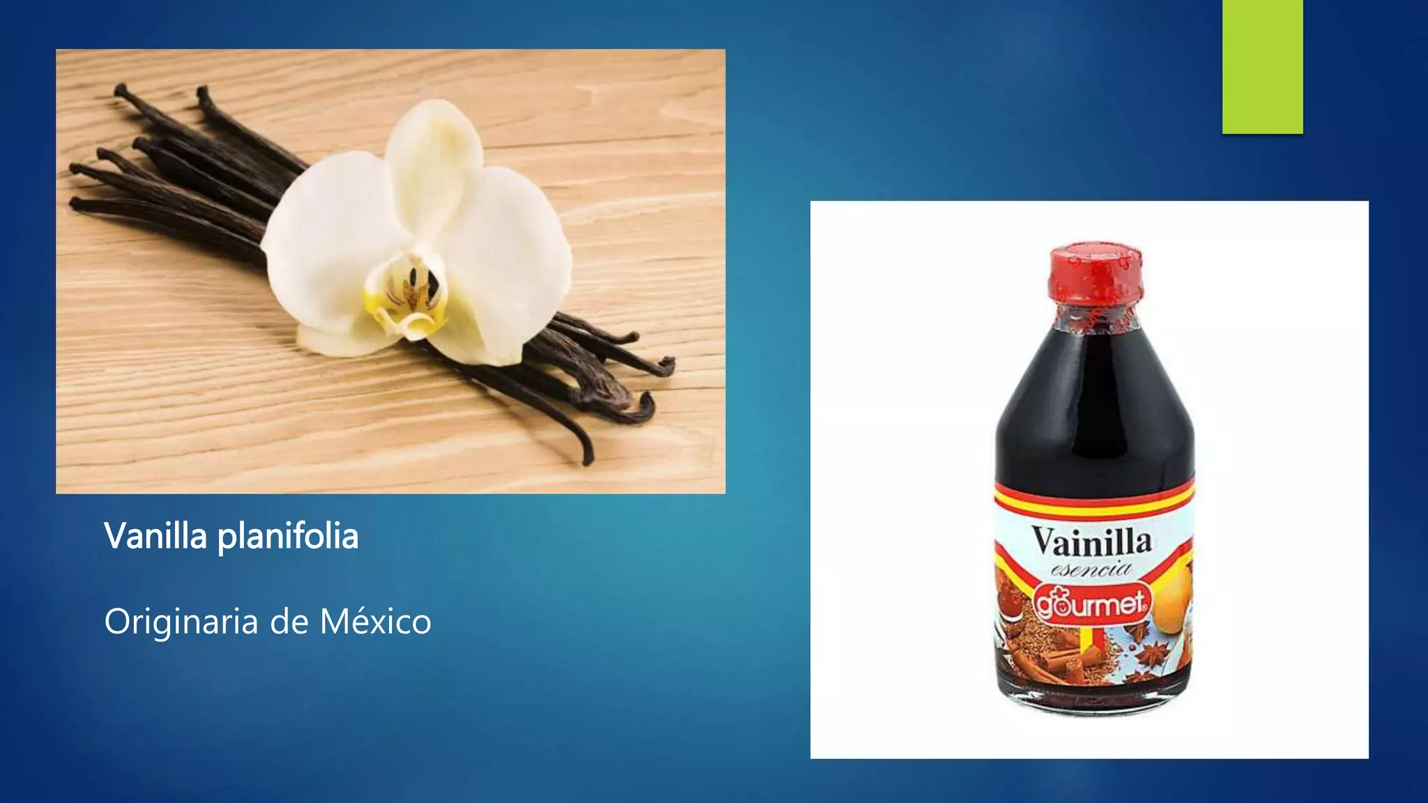 Vanilla planifolia
Originaria de México
 