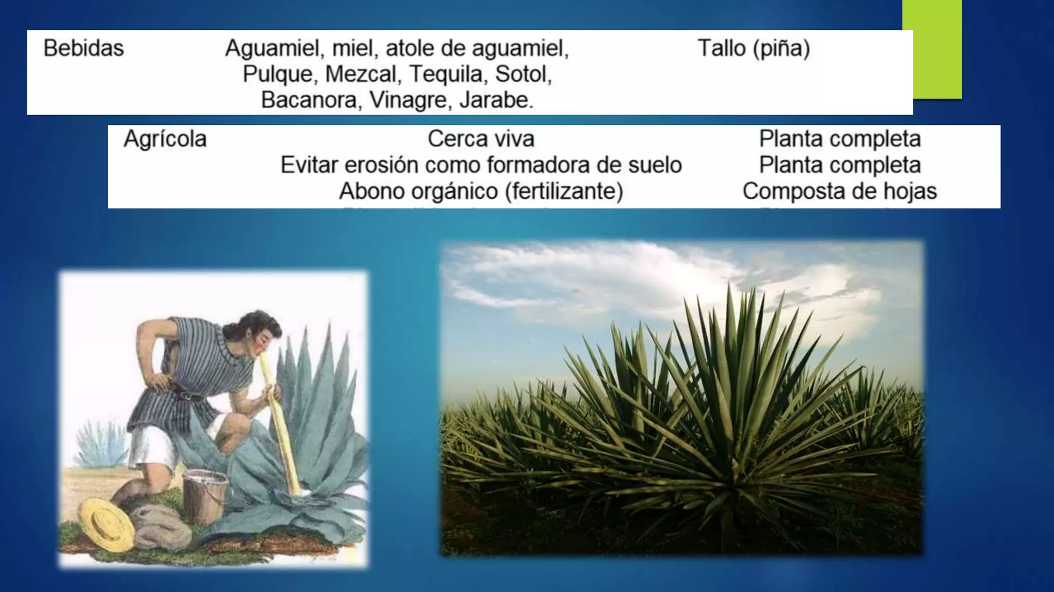 Importancias monocotiledoneas