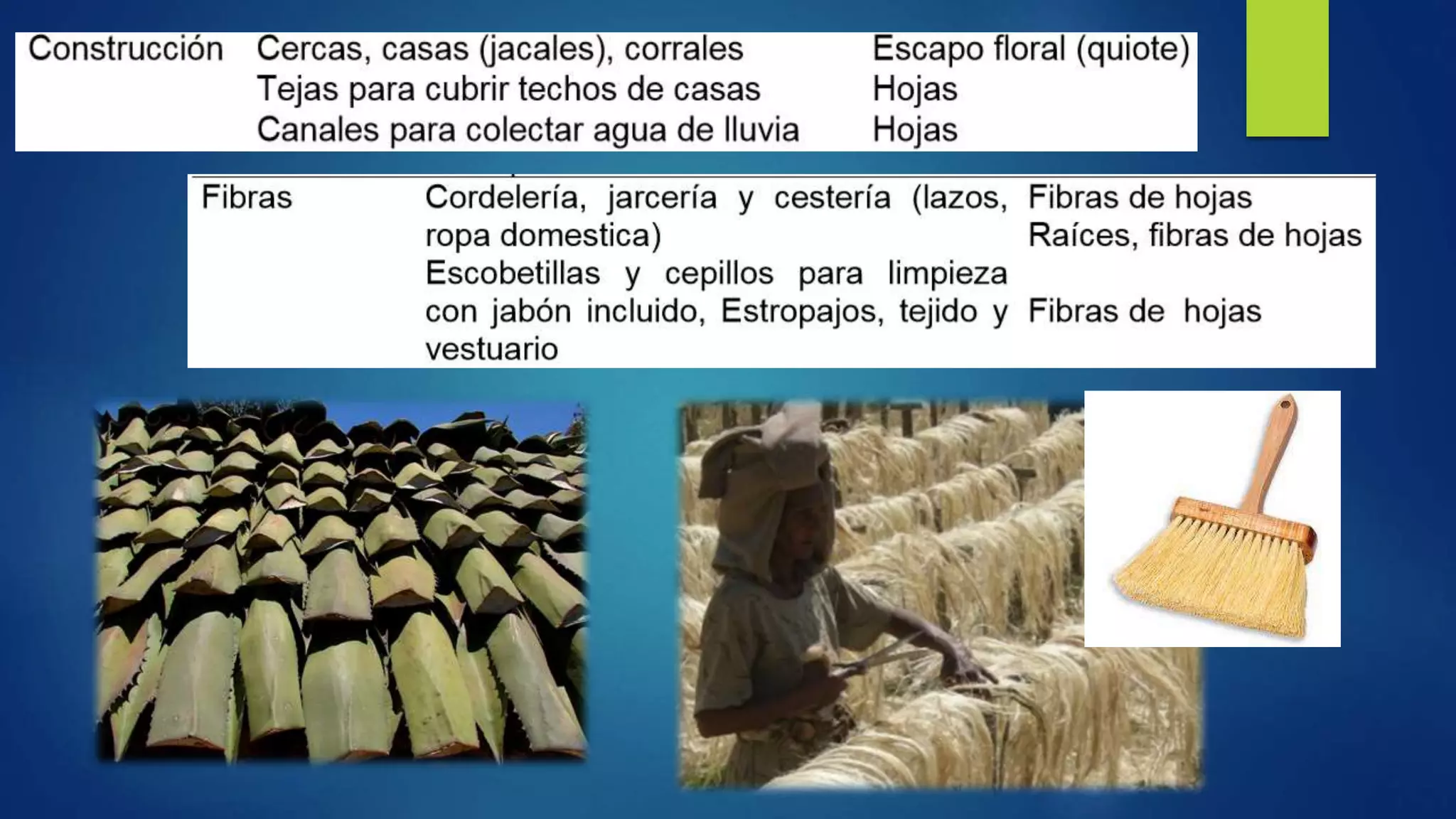 Importancias monocotiledoneas