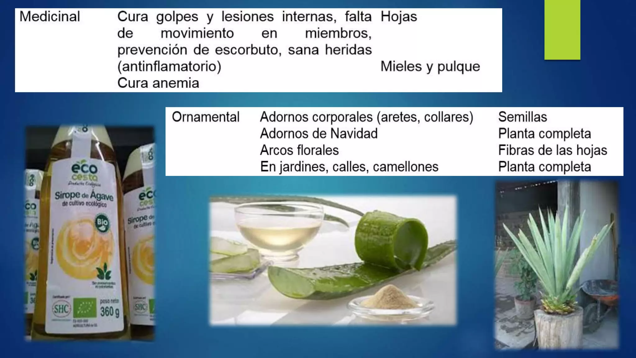 Importancias monocotiledoneas