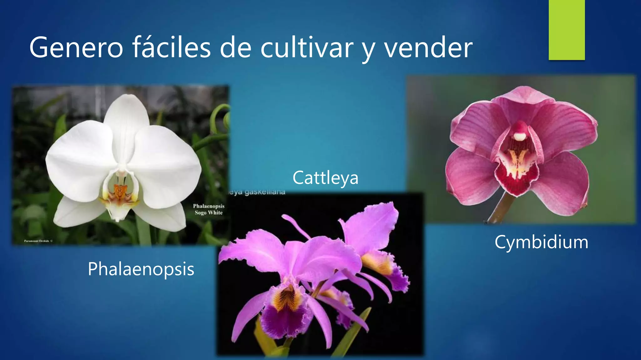 Genero fáciles de cultivar y vender
Cymbidium
Cattleya
Phalaenopsis
 