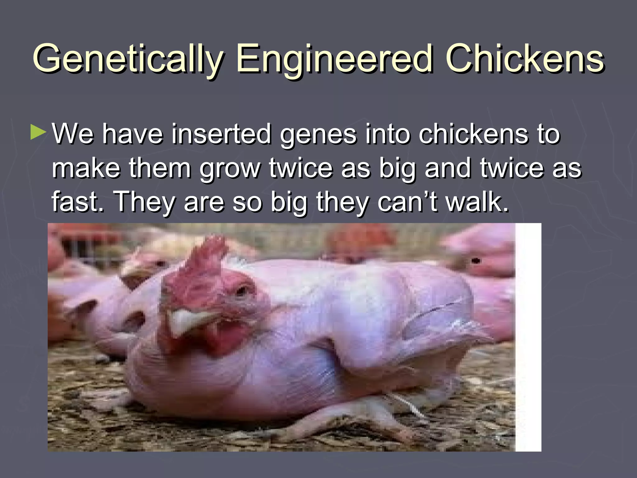 Genetically Engineered ChickensGenetically Engineered Chickens
►We have inserted genes into chickens toWe have inserted genes into chickens to
make them grow twice as big and twice asmake them grow twice as big and twice as
fast. They are so big they can’t walk.fast. They are so big they can’t walk.
 