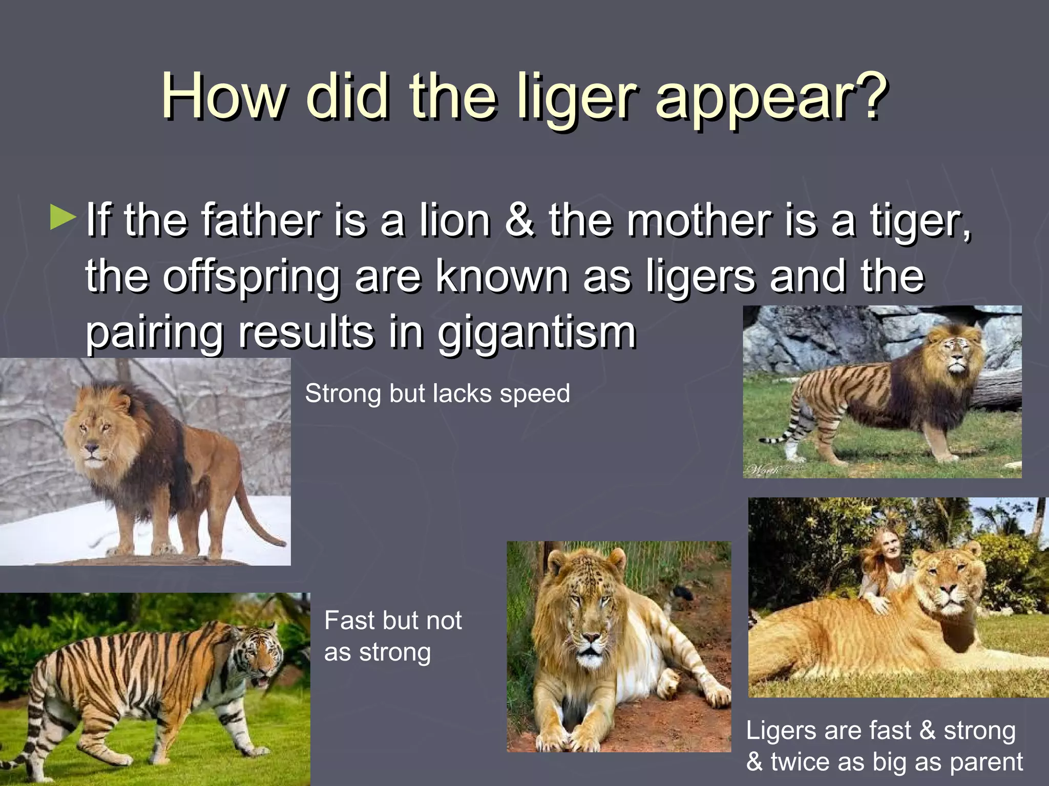 How did the liger appear?How did the liger appear?
►If the father is a lion & the mother is a tiger,If the father is a lion & the mother is a tiger,
the offspring are known as ligers and thethe offspring are known as ligers and the
pairing results in gigantismpairing results in gigantism
Strong but lacks speed
Fast but not
as strong
Ligers are fast & strong
& twice as big as parent
 