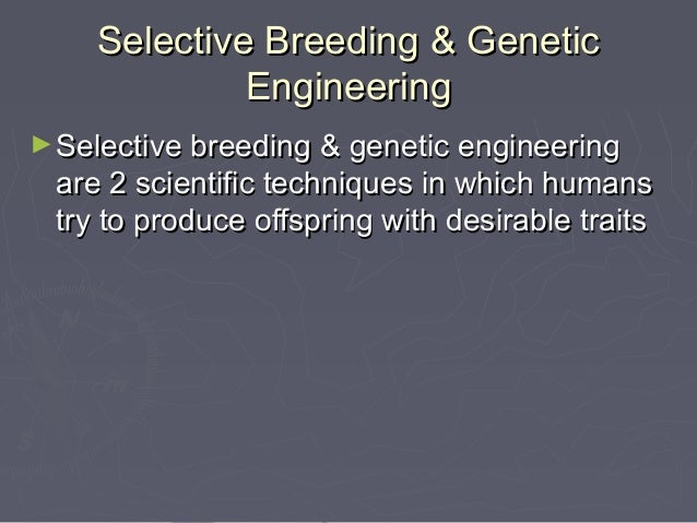 Selective Breeding And Genetic Engineering