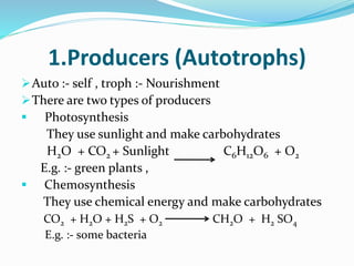1.Producers (Autotrophs)
Auto :- self , troph :- Nourishment
There are two types of producers
 Photosynthesis
They use sunlight and make carbohydrates
H2O + CO2 + Sunlight C6H12O6 + O2
E.g. :- green plants ,
 Chemosynthesis
They use chemical energy and make carbohydrates
CO2 + H2O + H2S + O2 CH2O + H2 SO4
E.g. :- some bacteria
 